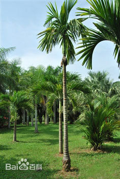 槟榔加烟有啥危害,槟榔加烟有什么危害