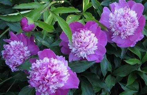 9月不翻盆来年开花少