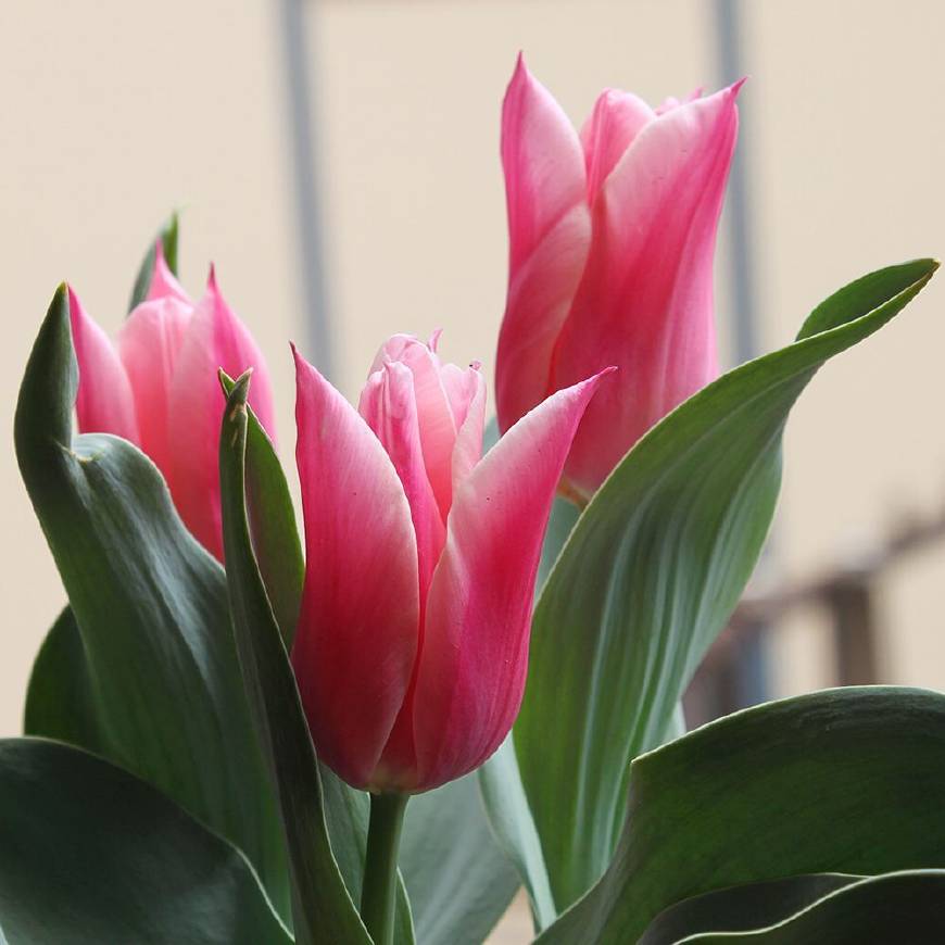 不养多肉种百合，犯二家庭玩转种球植物基本介绍！