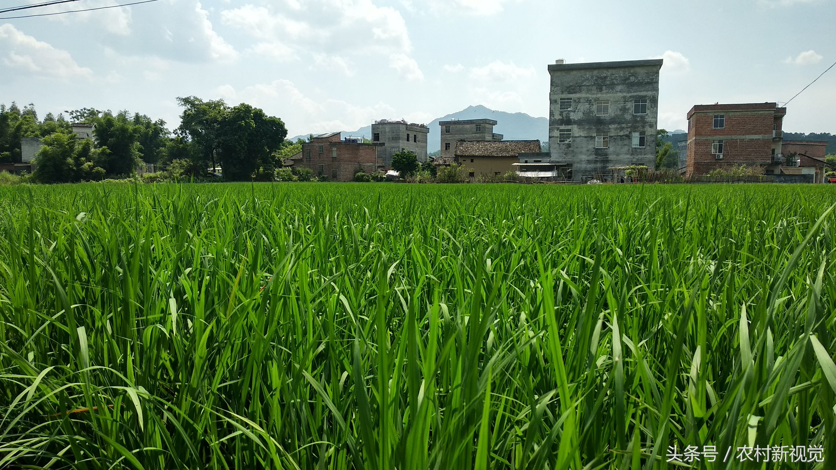 小米5x处理器,小米5x用什么测性能