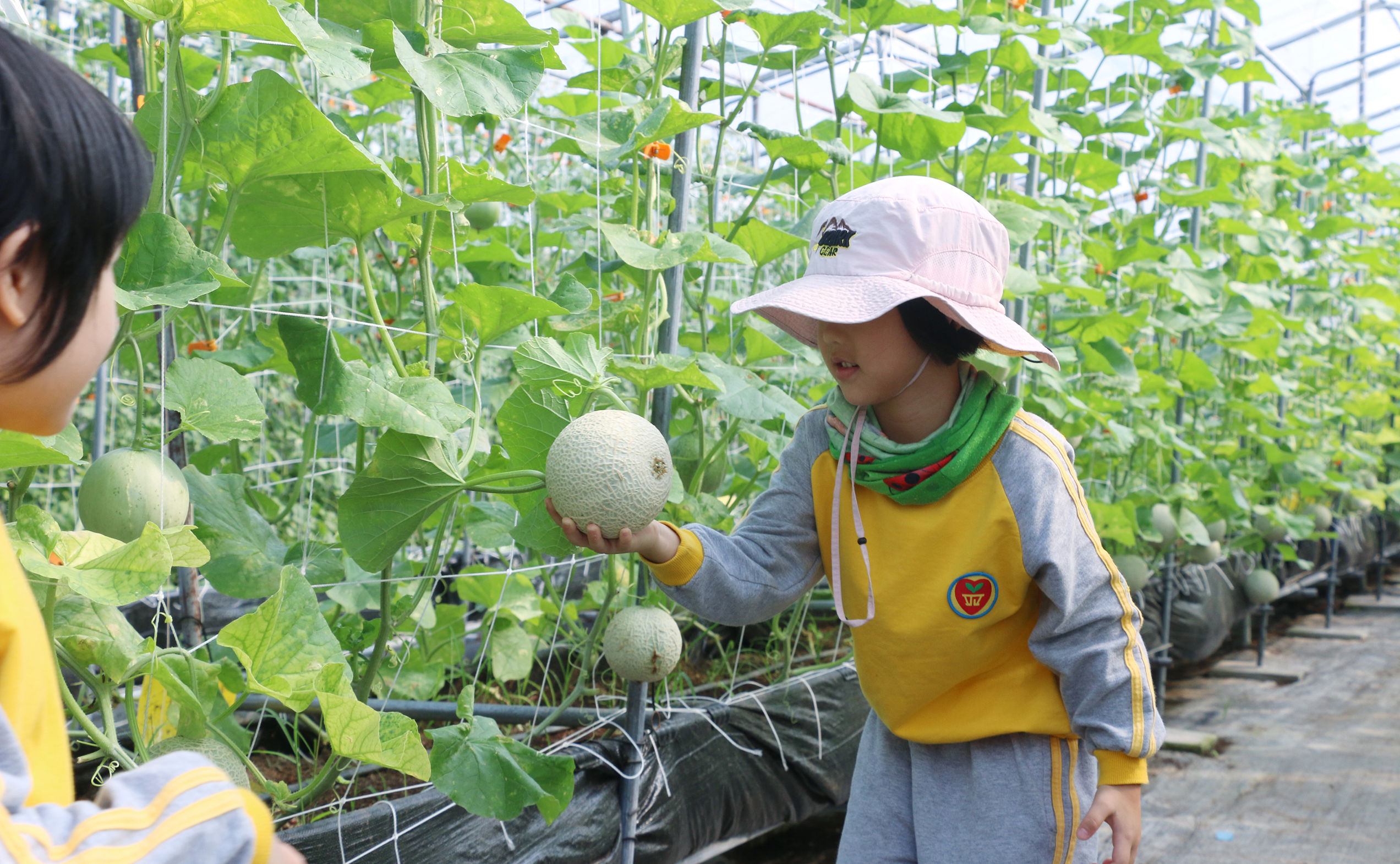 揭秘有机蔬菜种植技术论文,有机蔬菜种植技术加盟