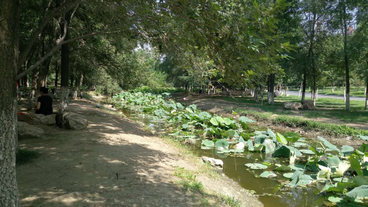 沈阳长白岛森林公园有海吗,游沈阳的长白岛森林公园400字作文