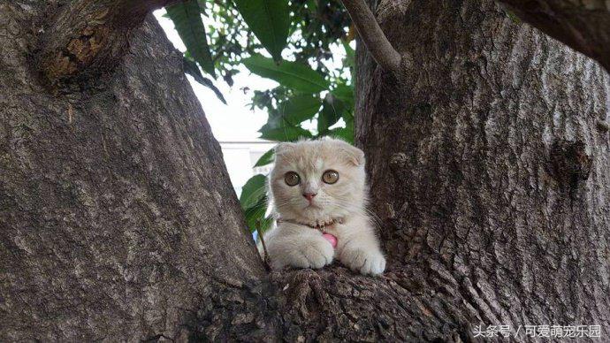 爱睡懒觉的喵大人,喜欢睡懒觉的猫猫