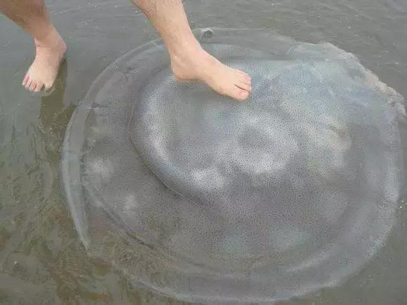 羊口开海！倒计时一天！第一网吃起来！看完哈喇子流一地