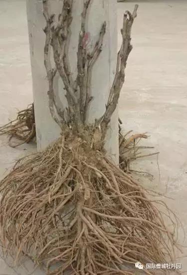 高淳四宝之一白牡丹,高淳四宝中的白牡丹在哪里