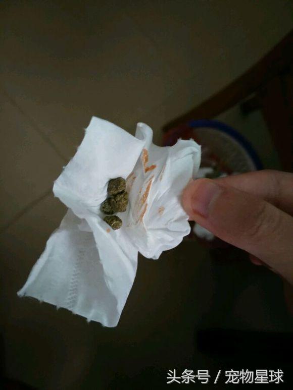 兔子生仔后尿血是怎么回事,兔子每天屎拉很多怎么回事