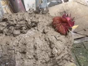 花高价买一条金龙鱼,男子把金龙鱼给吃了