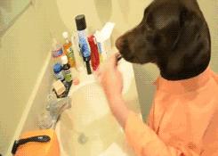 狗狗嘴巴臭,狗狗嘴臭最好解决办法