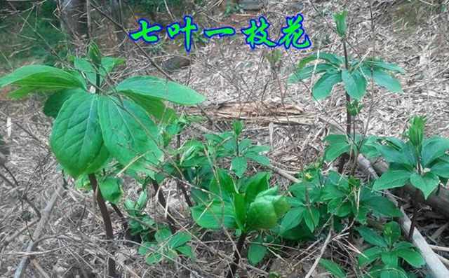 解蛇毒的中草药央视,云南白药药粉能解蛇毒吗