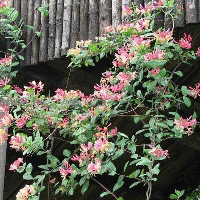 家里养什么绿植最旺财,家里养什么绿植旺财又对身体好