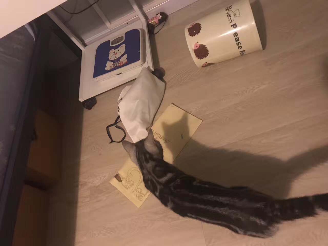 铲屎官你们都怎么养喵?你以为最好养几只喵?