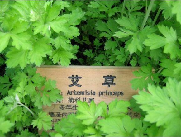 家有三年艾,郎中不用来!没想到这种草这么牛!