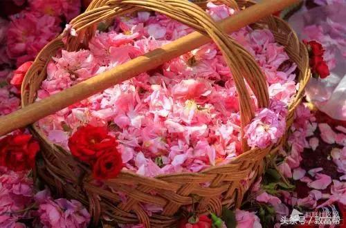 沙漠种植的玫瑰花,种花但不摘花