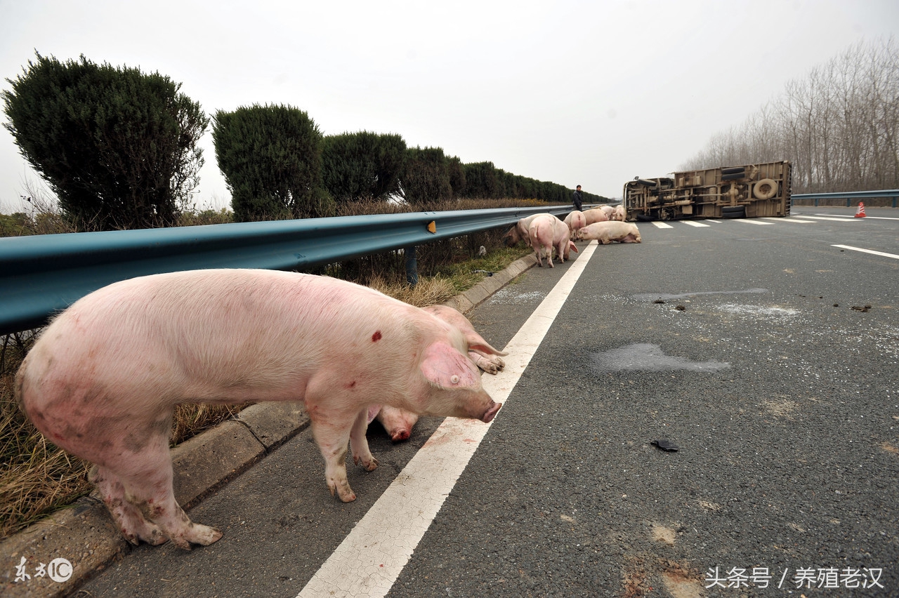 聚维酮碘猪场,水产用聚维酮碘真假鉴别
