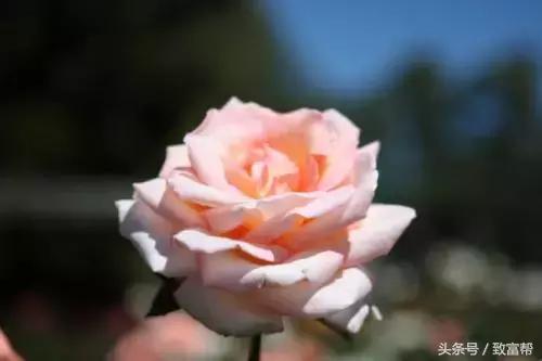 沙漠种植的玫瑰花,种花但不摘花