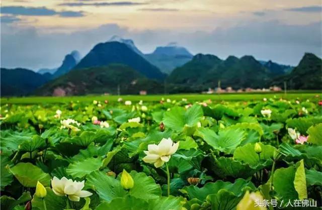 佛山西站出发动车直达!九月的普者黑,美成一幅脱俗的3D田园画~