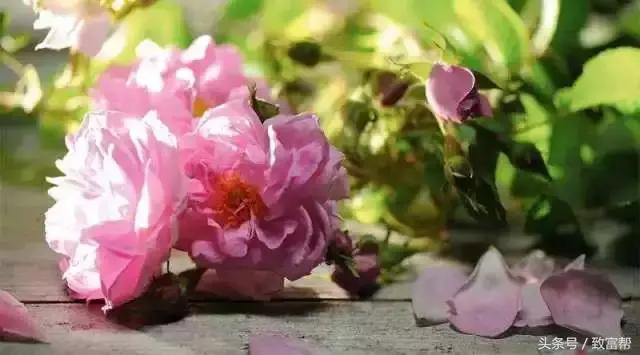 沙漠种植的玫瑰花,种花但不摘花