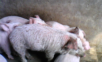 猪渗出性皮炎怎么治,渗出性皮炎严重的猪能治好吗