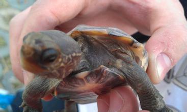 乌龟得腐皮病治疗方法,乌龟腐皮病如何治