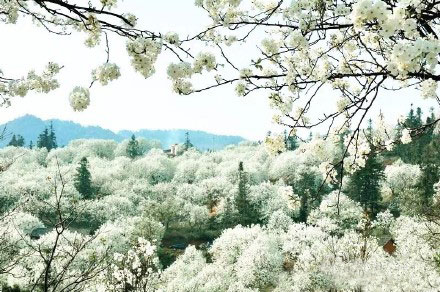 阳春三月昆明处处鲜花盛开,云南三月好春光