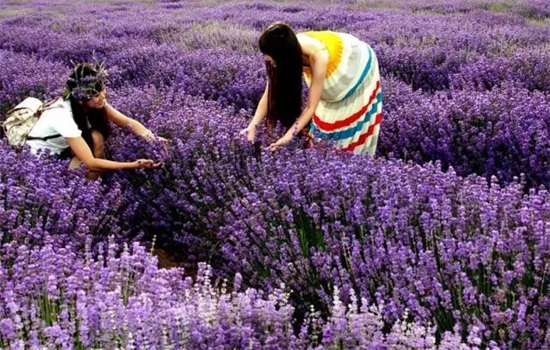 寻遍我省的薰衣草花田我们就在这结婚好不好？