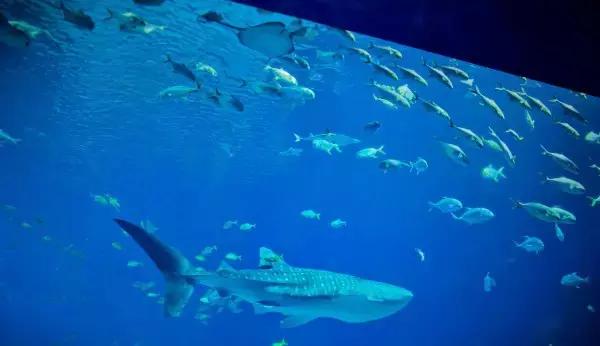 珠海横琴长隆海洋王国有什么,横琴口岸坐车珠海长隆海洋王国