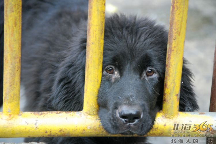 陈荣华北海,北海人的一天