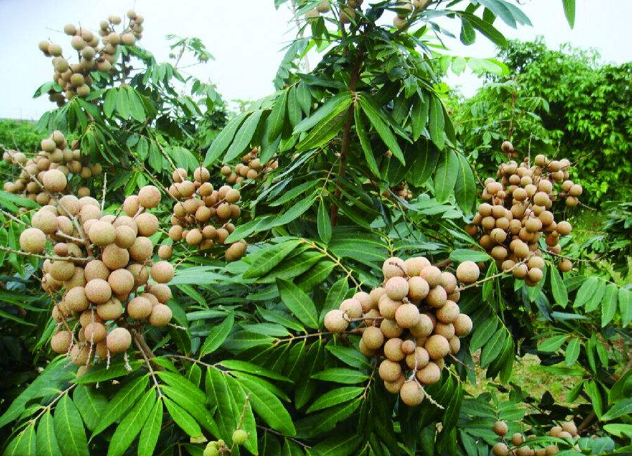 广西玉林人口大镇,广西玉林第一县