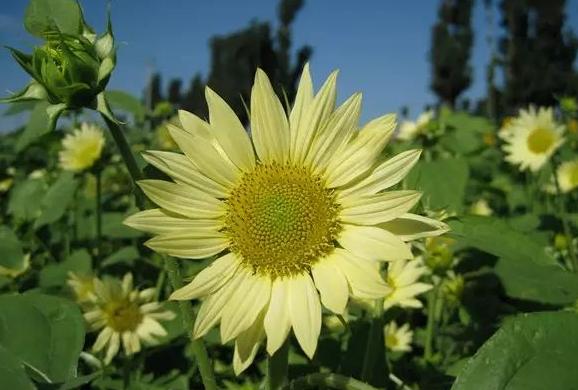 十种最赚钱的农作物,哪几种农作物有蜂蜜