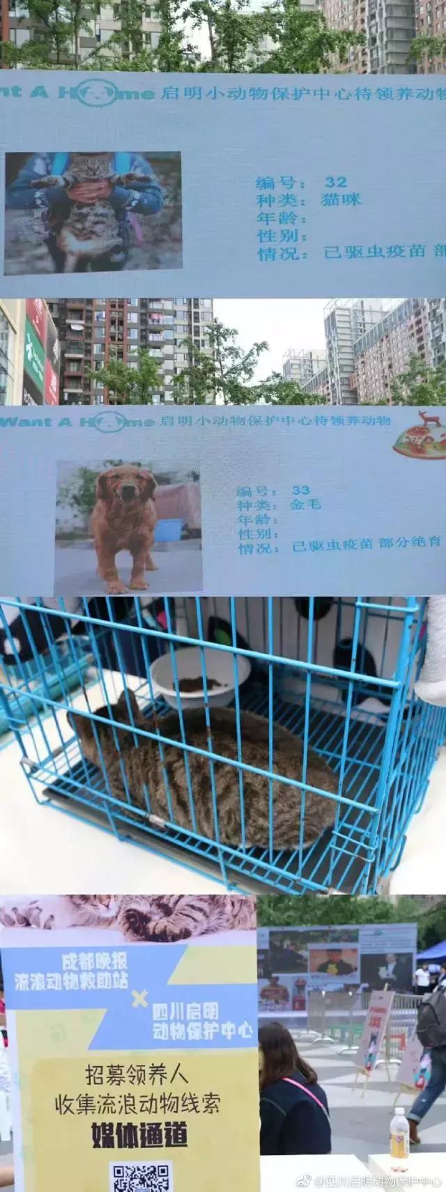 9月9日领养日，免费领养流浪动物，用爱代替伤害！