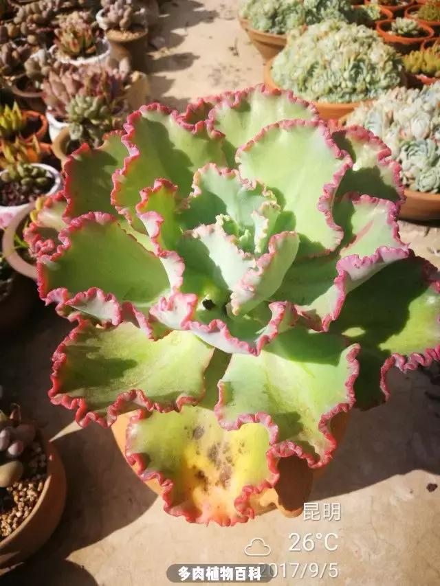 夕阳西下，养多肉的人没有在天涯，在家！