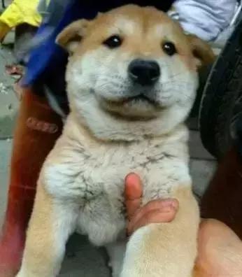 中华田园犬在其他国家是名犬吗,中华田园犬八大名犬国家保护动物