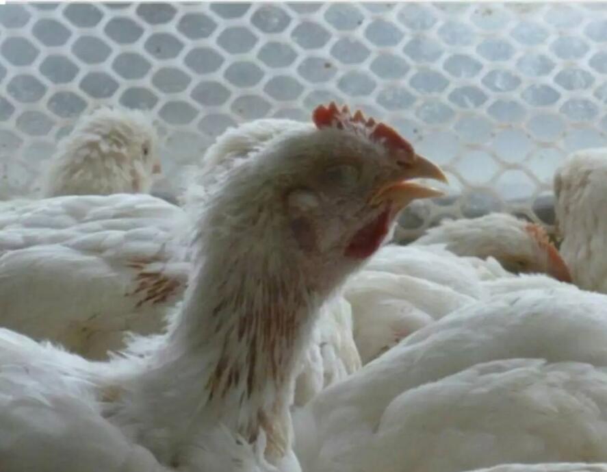 鸡支气管堵塞自愈方法,支气管堵塞的处理建议