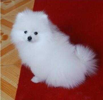 买宠物狗怎么检测狗的健康状况,购买宠物怎么辨别是否健康