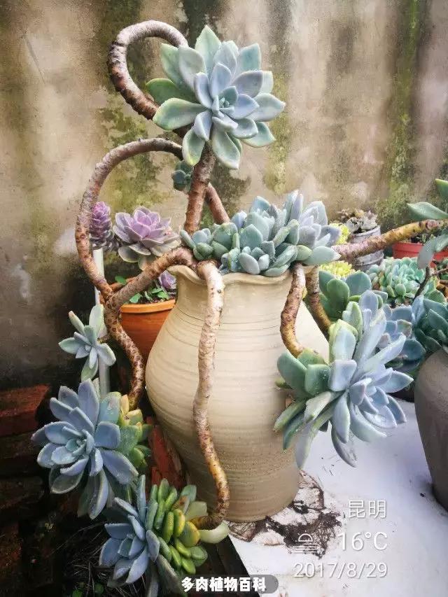 夕阳西下，养多肉的人没有在天涯，在家！