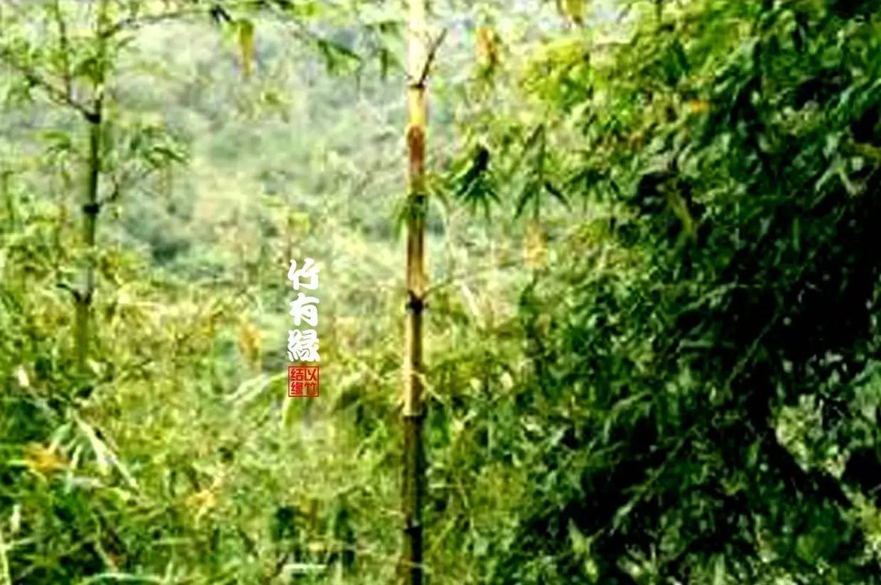 竹病害最佳防治方法,竹子养护小知识