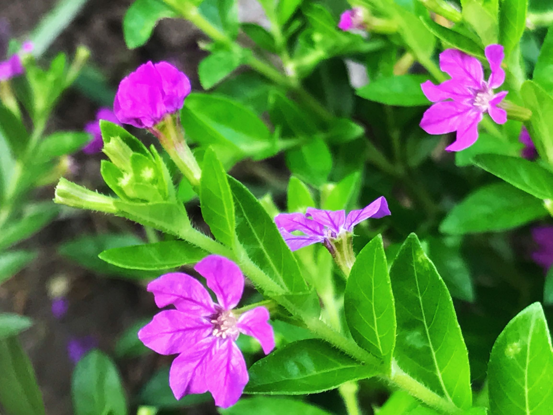 细叶雪茄花介绍,细叶雪茄花的花种