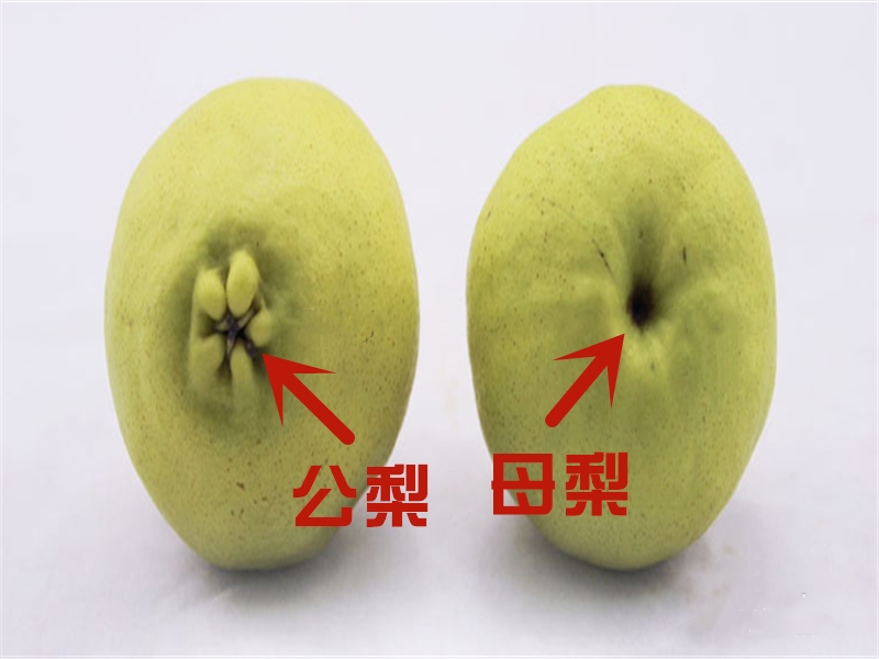 母梨和公梨怎么分,母梨和公梨哪个甜