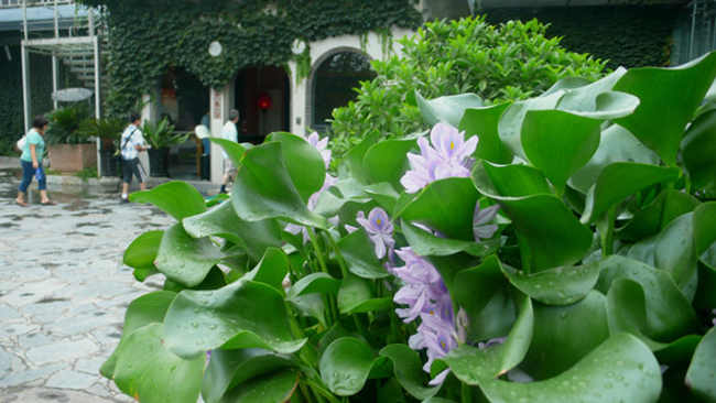 椹湭閮藉鐨勬按钁姦,椹湭閮借瘎浠锋按钁姦