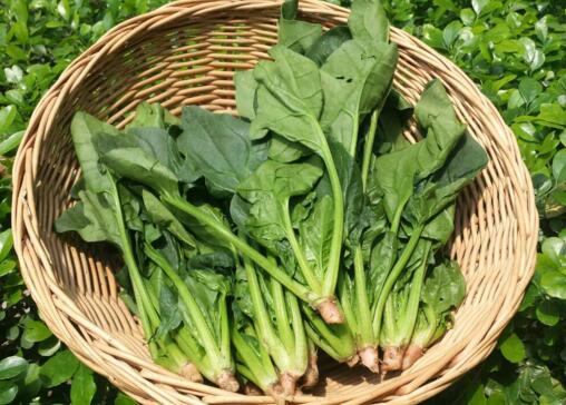 女人经期吃什么能排出毒素,女性经期吃什么排瘀