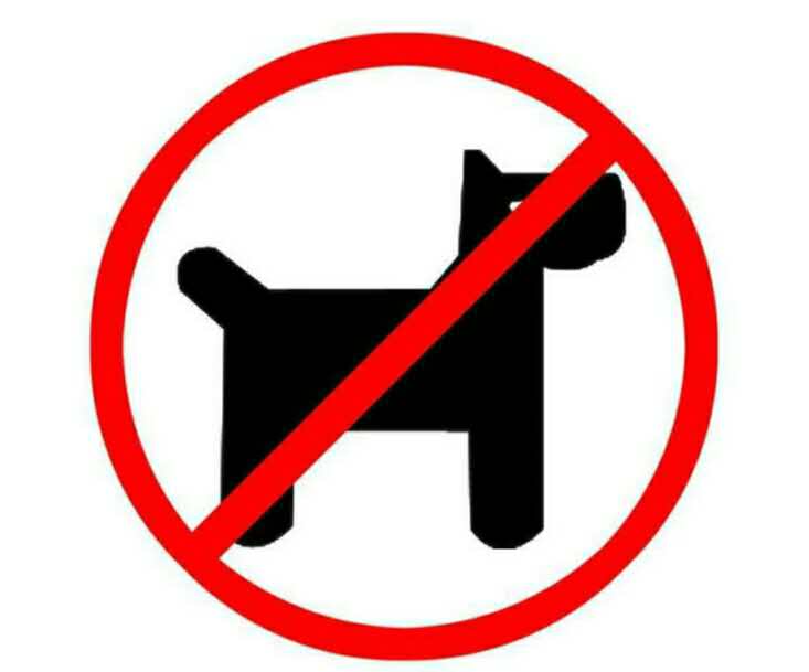 酒店可以带宠物狗入住吗,哪些酒店可以带狗狗入住