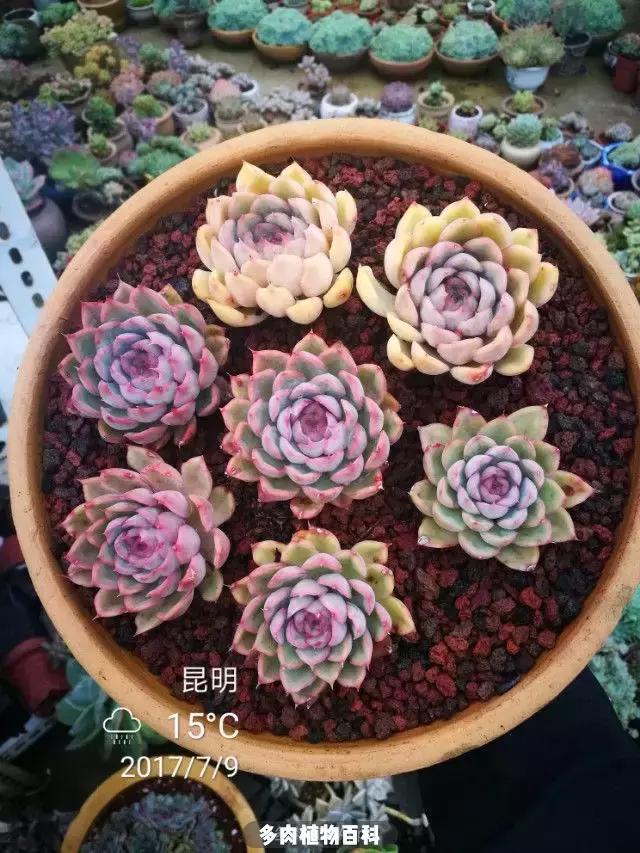 夕阳西下,养多肉的人没有在天涯,在家!