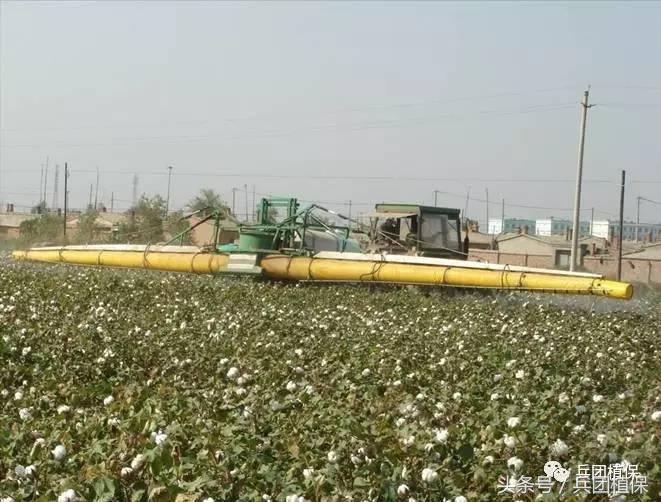 误食乙烯利催熟剂,乙烯利芒果催熟剂