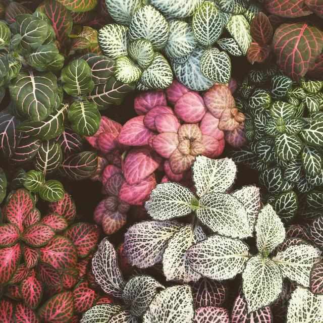 绿萝植物的特征介绍,绿萝观叶植物