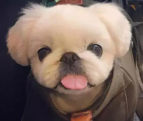 中华田园犬在其他国家是名犬吗,中华田园犬八大名犬国家保护动物