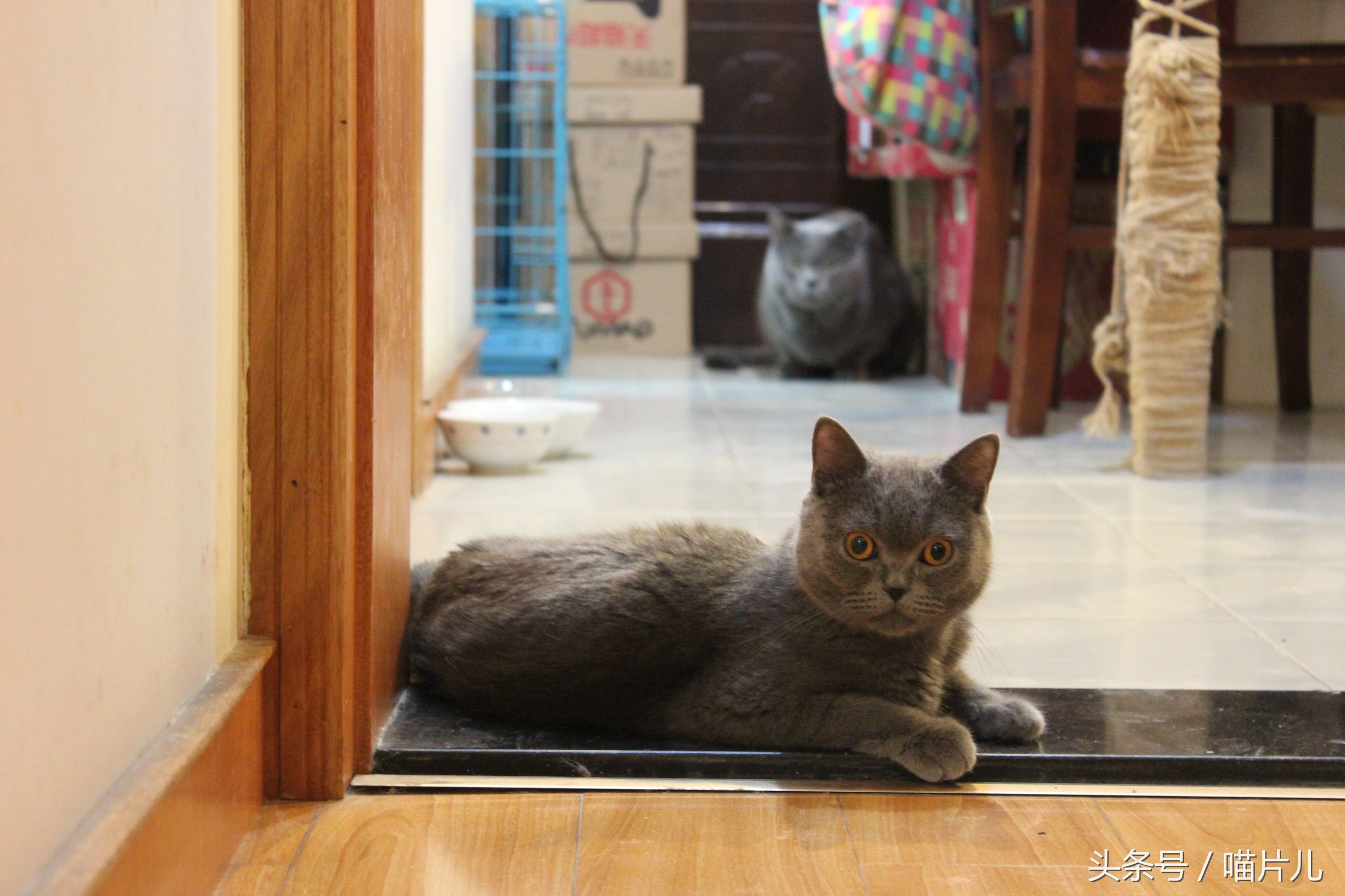 猫咪坐月子,猫咪坐月子要多长时间