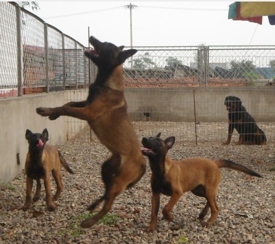 马犬如何训练站立，直接在家就可以训练马犬