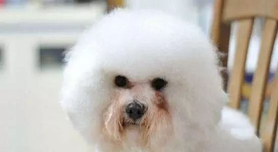 狗狗有泪痕怎么办？六大方案教您一秒解决！