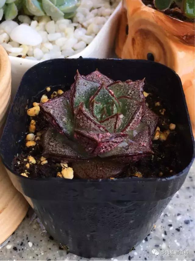 11岁小肉友的投稿：当多肉遇见盛夏的那场雨