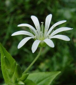 潮汕青草药书大全,潮汕青草药使用大全